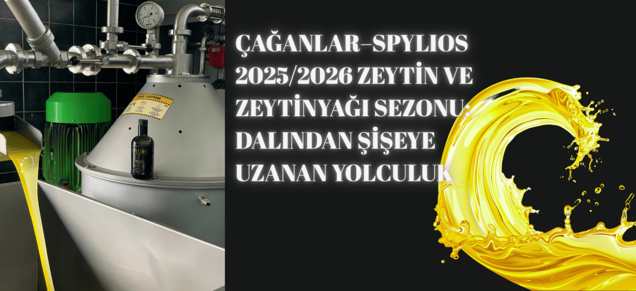Çağanlar–Spylios 2025/2026 Zeytin Sıkım Sezonu: Dalından Şişeye Uzanan Yolculuğumuz