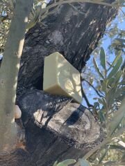 Doğal Saf Zeytinyağlı Sabun | El Yapımı & Bitkisel