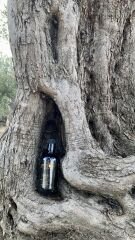 Spylios Natürel Erken Hasat Soğuk Sıkım Sızma Zeytinyağı 500 ml (2025-2026 Sezonu Yeni Hasat)