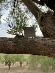 Argan Yağlı Doğal Sabun (8'li Paket)